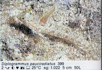 Diplogrammus pauciradiatus
